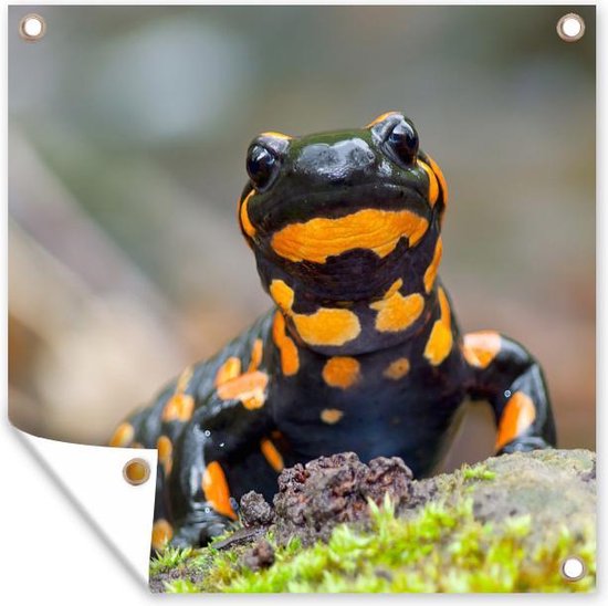 Vuursalamander - Salamandra salamandra