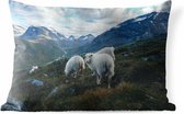 Buitenkussens - Tuin - Familie portret schapen in de bergen - 60x40 cm