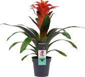 Mama's Planten - Guzmania - Bromelia - Tutti Frutti - Bloeiende Kamerplant - Geeft Sfeer En Zuurstof - ↨ 40cm - ⌀ 13cm