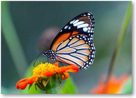 Close-up shot van een prachtige vlinder op een bloem met oranje bloemblaadjes | Canvas Liggend |