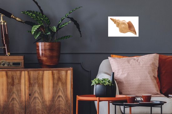 Sticker Muursticker Coquillages - Coquille d'escargot de mer - 30x20 cm - Film adhésif autocollant - Sticker mural repositionnable