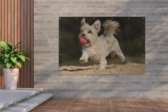 Un chien maltais avec une boule rouge Affiche de jardin 180x120 cm - Toile de jardin / Toile d'extérieur / Peintures d'extérieur (décoration de jardin) XXL / Groot format!