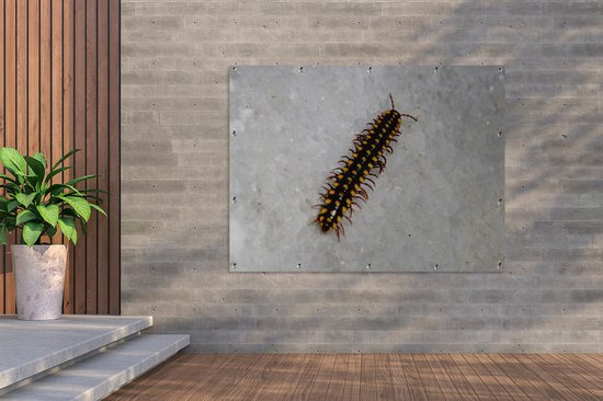 Affiche jardin Centipede - Centipede noir à pois jaune Affiche jardin toile lâche 160x120 cm - Toile jardin/Toile d'extérieur/ Peintures pour l'extérieur (décoration jardin) XXL / Groot format !