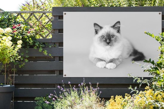 Affiche de jardin Paysage Chat Ragdoll - noir et blanc - 120x80 cm - Jardin