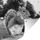 Poster de Jardin Ecureuil sur banc de bois en noir et blanc - 200x200 cm - Toile jardin - Poster extérieur