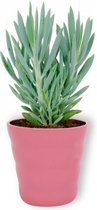 Kamerplant Senecio Curio Mount Everest - ± 25cm hoog – 12 cm diameter - in roze pot