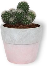 Cactus Mammilaria - ± 25 cm hoog – 12cm diameter - in roze betonnen pot