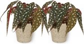 2x Kamerplant Begonia Maculata – Stippenbegonia - ± 20cm hoogte – 12 cm diameter - in beige mand