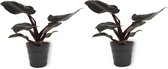 2x Kamerplant Philodendron Black Cardinal  | Speciale Kamerplant | ± 25cm hoog | 12cm diameter - in zwarte pot