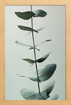 JUNIQE - Poster in houten lijst Eucalyptus Green -40x60 /Groen & Wit