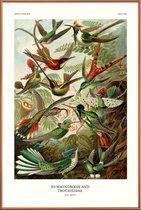 JUNIQE - Poster met kunststof lijst Haeckel - Hummingbirds and