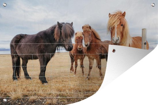 Décoration murale poneys islandais derrière une clôture - 180x120 cm - Poster jardin - Toile jardin - Poster extérieur