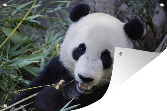 Tuindecoratie Panda - Dier - Bladeren - 60x40 cm - Tuinposter - Tuindoek - Buitenposter