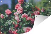Belle rose rose dans le jardin d'été affiche de jardin 120x80 cm - Toile de jardin / Toile d'extérieur / Peintures pour l'extérieur (décoration de jardin)