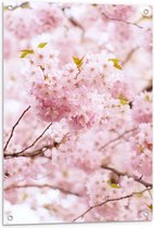 Tuinposter – Mooie Roze Bloesem - 60x90cm Foto op Tuinposter  (wanddecoratie voor buiten en binnen)