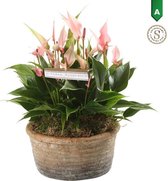 Mama's Planten - Anthurium Pink In Parma Keramiek - Vers Van De Kweker- ↨ 35cm - ⌀ 17cm