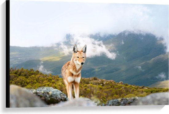 Canvas - Ethiopische Wolf in Berggebied - Foto op Canvas Schilderij (Wanddecoratie op Canvas)