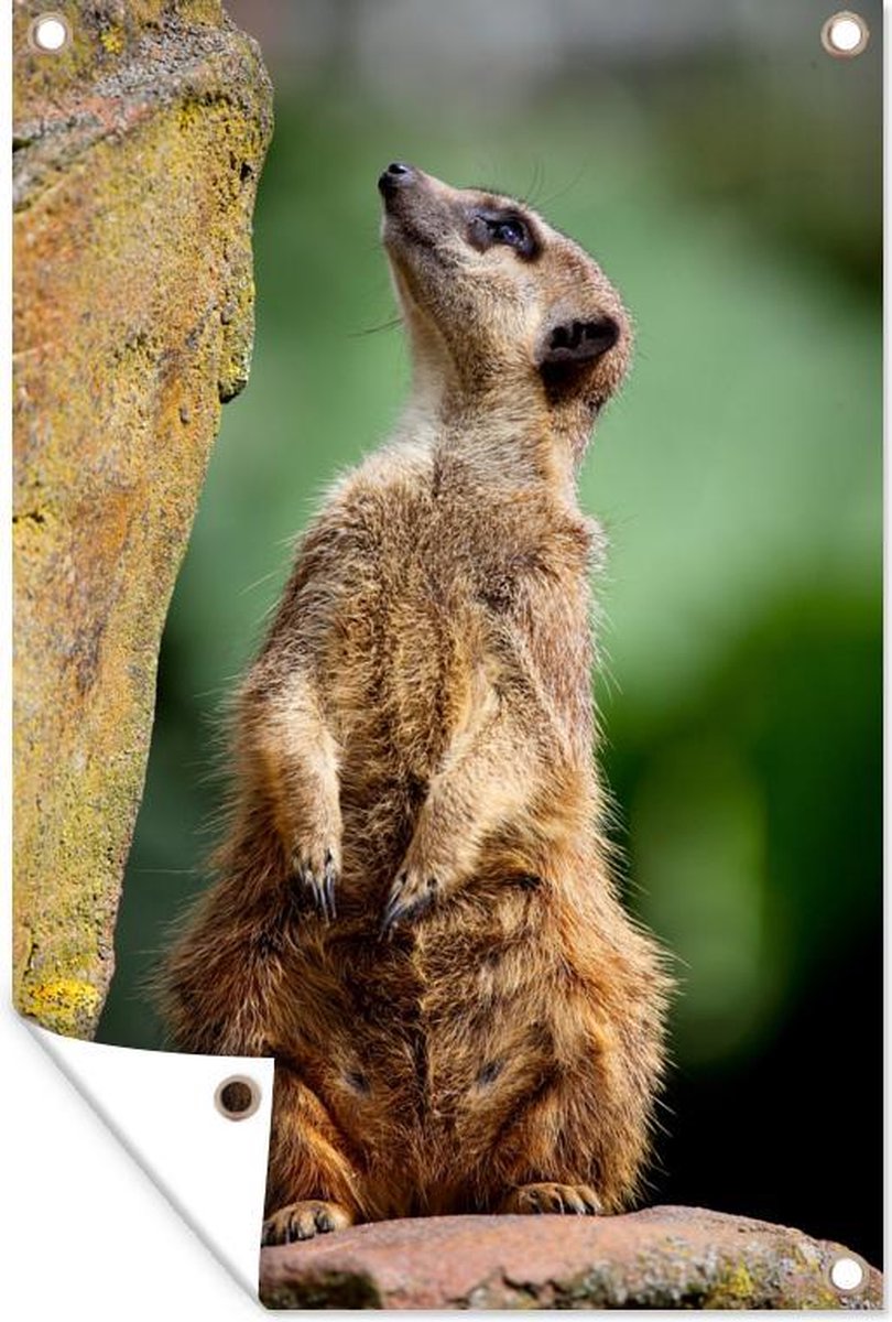 Tuinposter