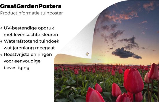 Affiche jardin - Toile jardin - Posters de jardin extérieur - Tulipes rouges et coucher de soleil - 90x120 cm - Jardin