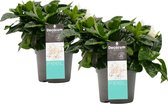 Bloemen van Botanicly – 2 × Gardenia jasminoides – Hoogte: 35 cm