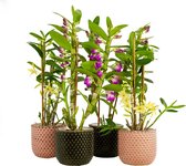 Orchideeën van Botanicly – 4 × Bamboe Orchidee in roze keramiek pot als set – Hoogte: 50 cm, 3 takken – Dendrobium nobile Star Class