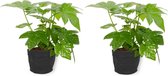 2x Kamerplant Fatsia Japonica – Vingerplant - ± 25cm hoog – 12 cm diameter - in zwarte sierzak