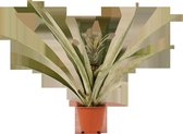 Decorum Ananas Champaca - Ananasplant - Anti-Snurk Plant - 55cm