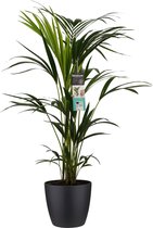 Decorum Kentia Palm - Kamerplant - Met Elho® Brussels Bloempot Zwart - 120cm