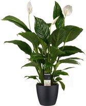 Decorum Spathiphyllum Vivaldi - Luchtzuiverende Kamerplant - Lepelplant - Met Elho® Bloempot Zwart - 60cm