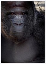 Poster Met Witte Lijst - Zilverrug Gorilla Poster