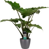 Decorum Alocasia Portodora - Kamerplant - Met Elho® Bloempot Antraciet - 90cm