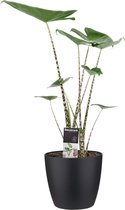 Decorum Alocasia Zebrina Kamerplant - Met Elho® Brussels Bloempot Zwart - 70cm