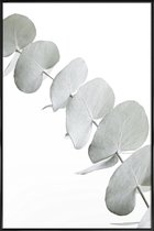 JUNIQE - Poster in kunststof lijst Eucalyptus White 3 -40x60 /Groen &