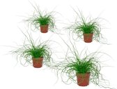 Set van 4 Kamerplanten - Juncus Liebeslocken - ± 35cm hoog - 12cm diameter