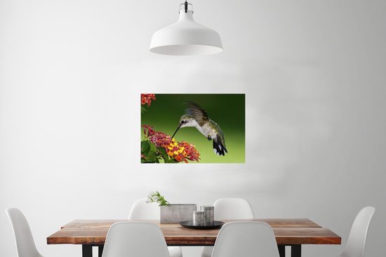 Colibri femelle se nourrit d'une fleur de Lantana Poster 90x60 cm - Tirage photo sur Poster (décoration murale salon / chambre)