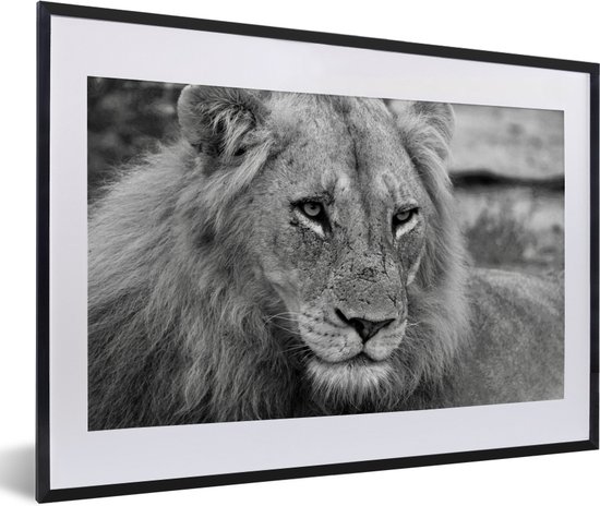 Photo encadrée - Cadre photo gros plan Lions noir avec passe-partout blanc 40x60 60x40 cm - Affiche encadrée (Décoration murale salon / chambre)