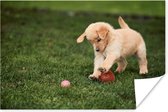 Poster Puppy speelt met bal - 120x80 cm