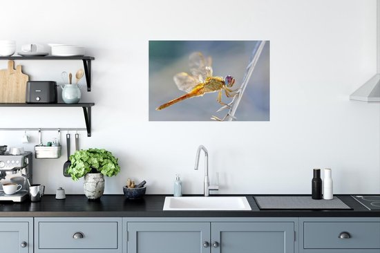 Poster Libelle aan een spriet in Camargue - 60x40 cm