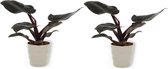 2x Kamerplant Philodendron Black Cardinal  | Speciale Kamerplant | ± 25cm hoog | 12cm diameter - in grijze pot