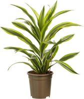 Dracaena Lemon Lime - Luchtzuiverende Kamerplant - 70cm - ø17cm