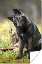 Close-up beeld alaskawolf poster papier 120x180 cm - Foto print op Poster (wanddecoratie woonkamer / slaapkamer) / Wilde dieren Poster XXL / Groot formaat!