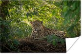 Poster Jaguar in de jungle - 30x20 cm
