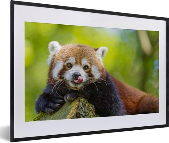 Fotolijst incl. Poster - Rode Panda - Natuur - Boomstam - 60x40 cm - Posterlijst