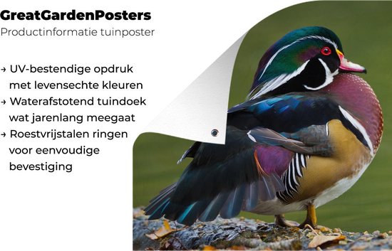 Un canard de Caroline au bord d'un étang Affiche de jardin 60x40 cm - petit - Toile de jardin / Toile d'extérieur / Peintures pour l'extérieur (décoration de jardin)