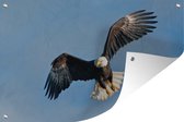Muurdecoratie Zeearend - Vliegen - Vogel - 180x120 cm - Tuinposter - Tuindoek - Buitenposter