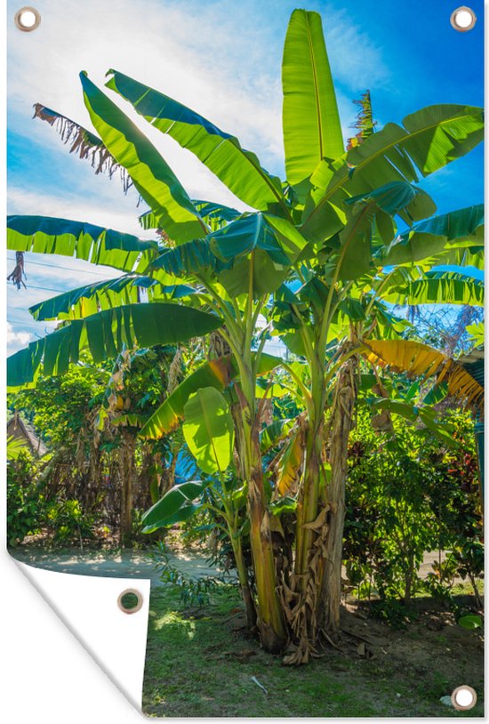 Tuinposters buiten Bananenboom - Zon - Zomer - 60x90 cm - Tuindoek - Buitenposter