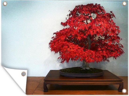 Bonsaï sur une petite table basse avec des feuilles rouges à cause de la période d'automne La couleur vive des feuilles attire immédiatement l'attention 40x30 cm - petit