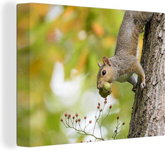 Écureuil gris en toile d'automne 2cm 80x60 cm - Tirage photo sur toile (Décoration murale salon / chambre) / Peintures sur toile animaux sauvages