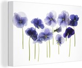 Canvas schilderij 150x100 cm - Wanddecoratie Paarse violen op een lichtbak - Muurdecoratie woonkamer - Slaapkamer decoratie - Kamer accessoires - Schilderijen