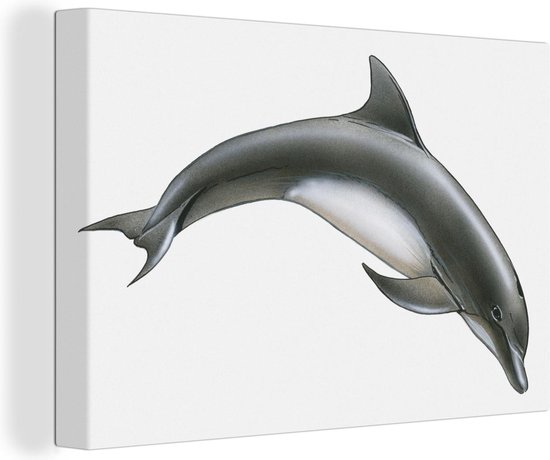 Canvas Schilderij Dolfijn - Wit - 90x60 cm - Wanddecoratie